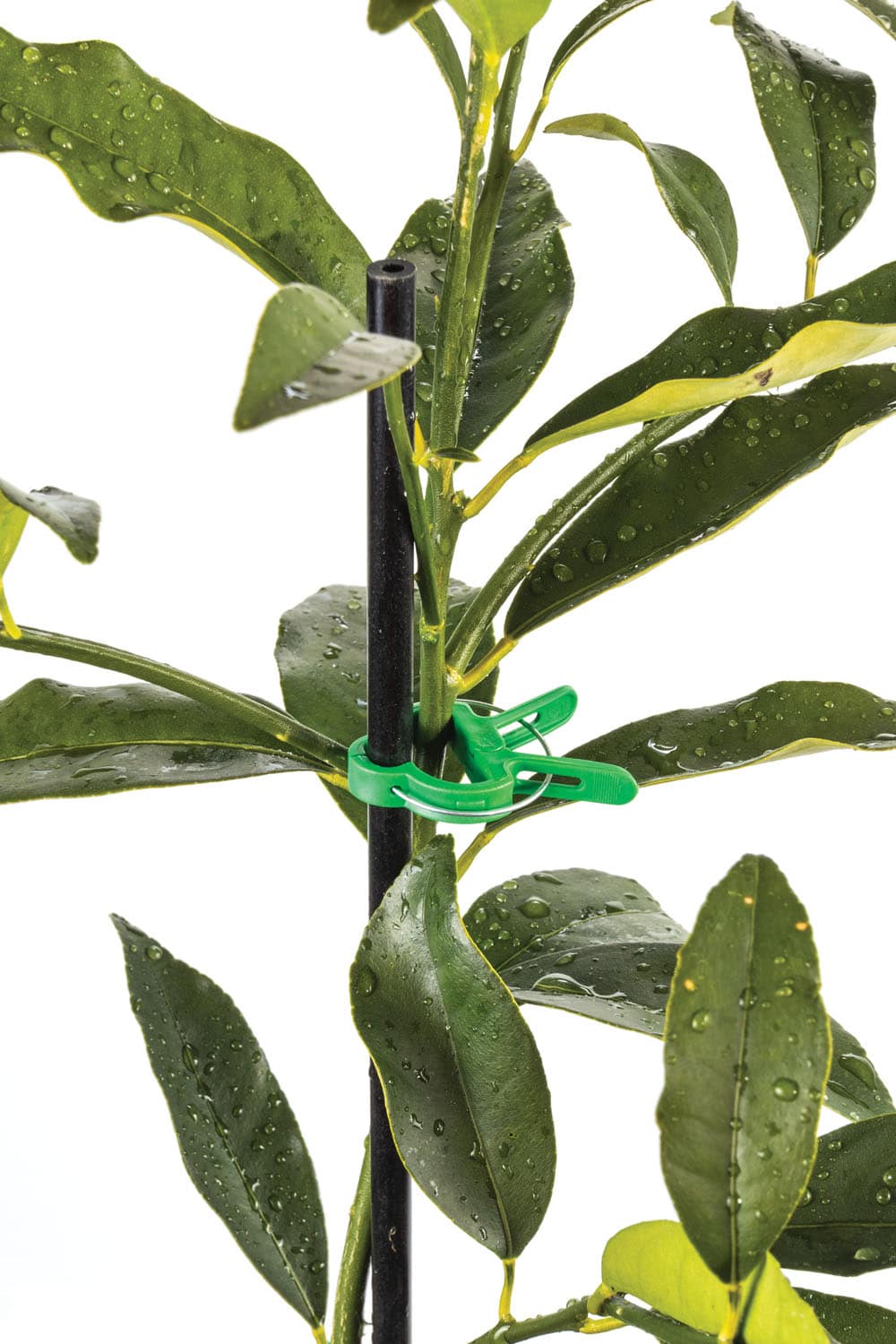 Plant Clips Assorted Green - Pack of 20