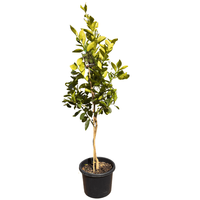 Lime Tahitian 33cm