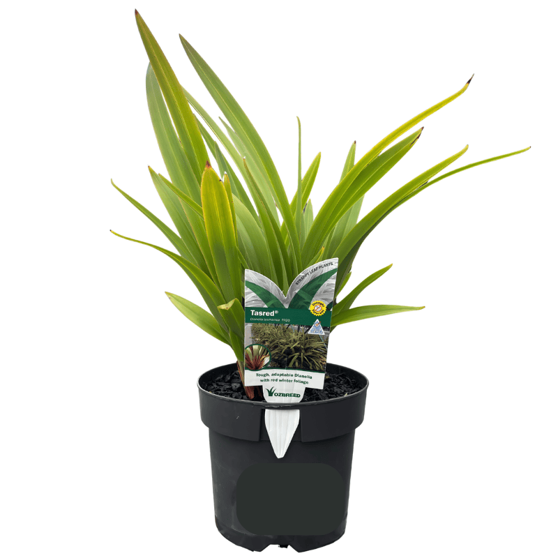 Dianella tasmanica 'Tasred' 14cm