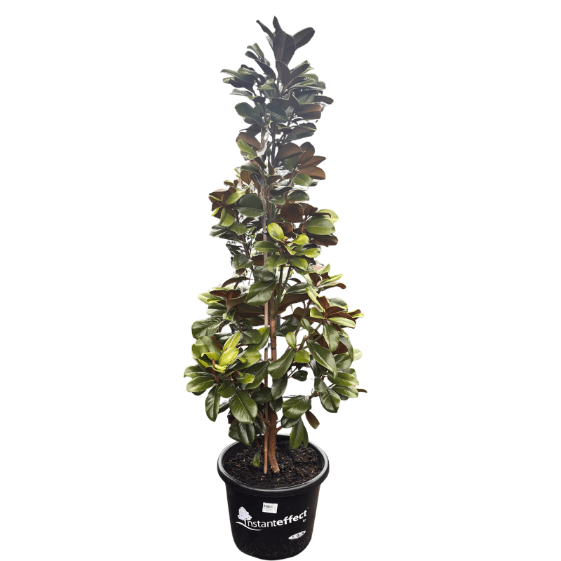 Magnolia 'Teddy Bear' 40cm