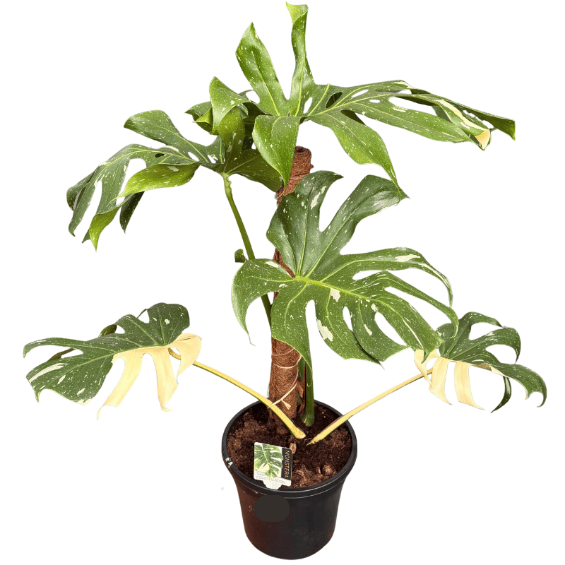 Monstera Thai Constellation 25cm