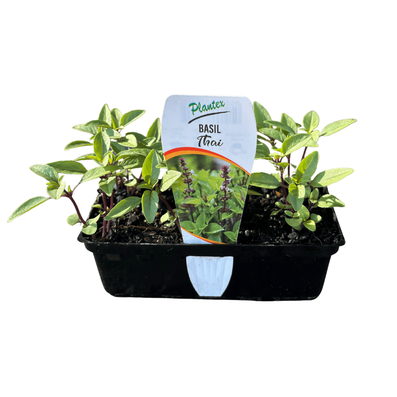 Basil Thai - Metric Punnet