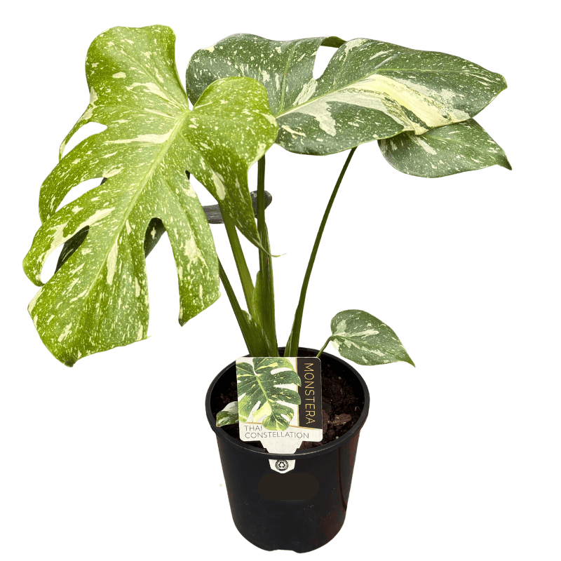 Monstera Thai Constellation 15cm