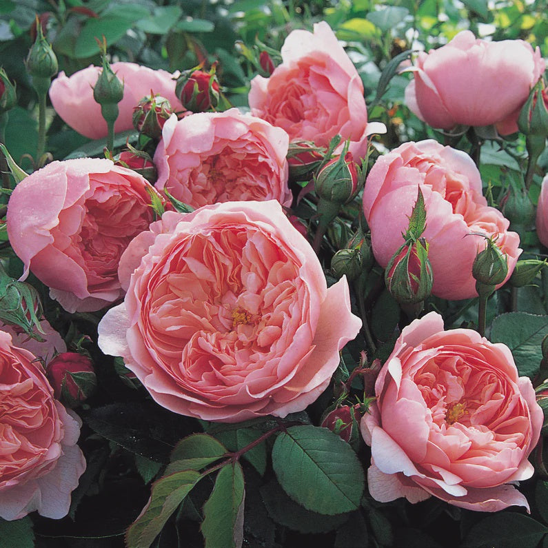 Rose The Alnwick 20cm