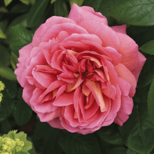 Rose The Endeavour 20cm