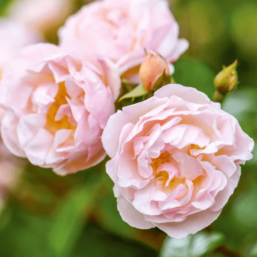 Rose 'The Lady of the Lake' 20cm New Release 2026