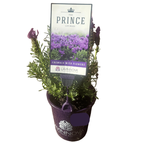 Lavender The Prince 14cm