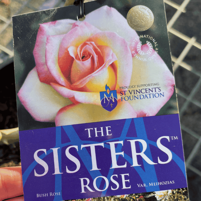 Rose The Sisters 20cm NR