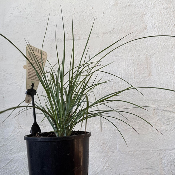 Themeda triandra True Blue 14cm