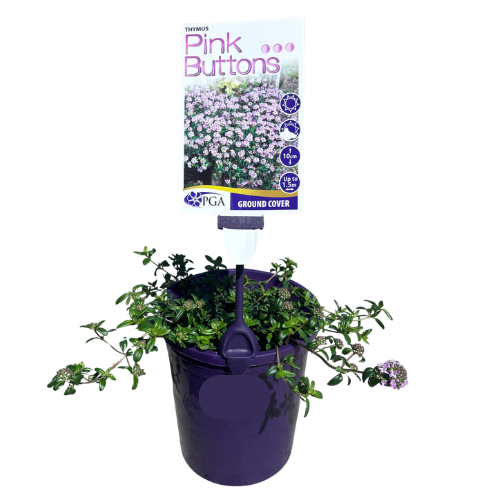Thymus Pink Buttons 14cm