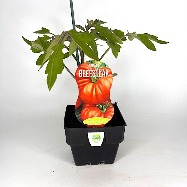 Tomato Beef Steak 10cm