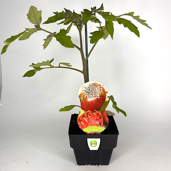 Tomato Cherokee Purple 10cm