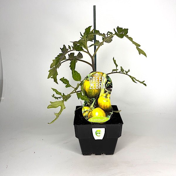 Tomato Green Zebra 10cm