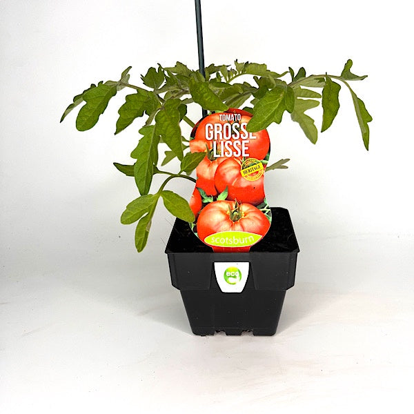 Tomato Grosse Lisse - 10cm