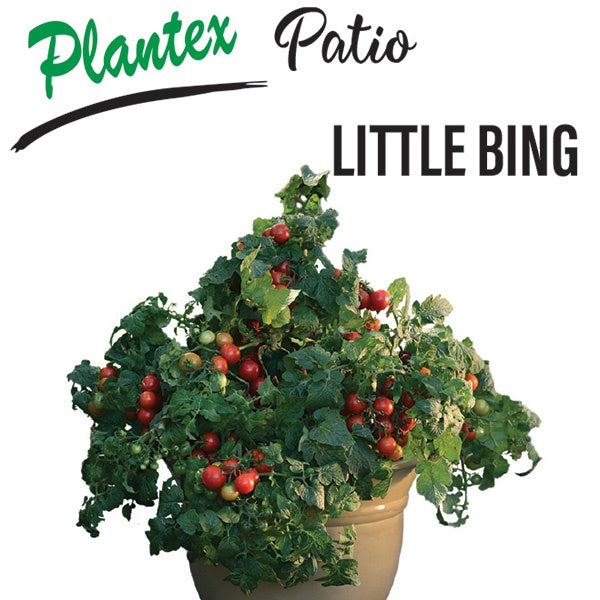 Tomato Little Bing 10cm