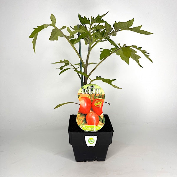 Tomato Oxheart Red 10cm