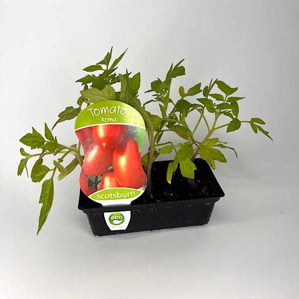Tomato Roma Punnet