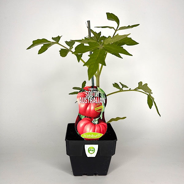 Tomato South Australian 10cm