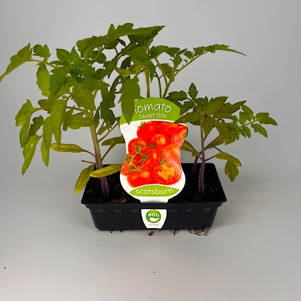 Tomato Sweetbite Punnet
