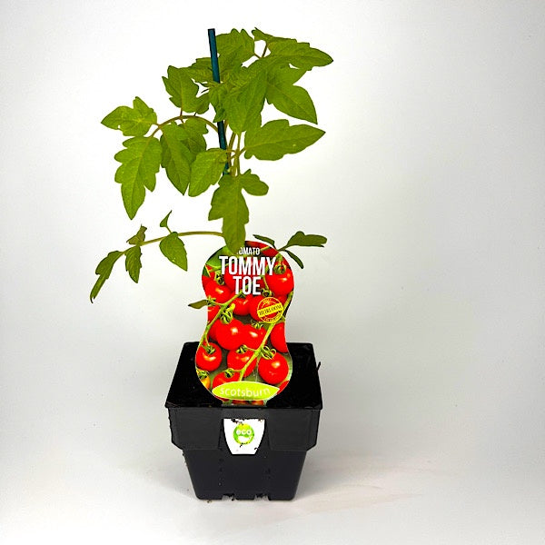 Tomato Tommy Toe 10cm