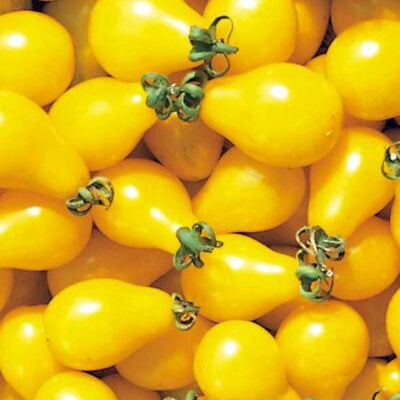 Tomato Mini Yellow Pear 10cm