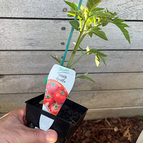 Tomato Apollo 10cm - Plantex MP