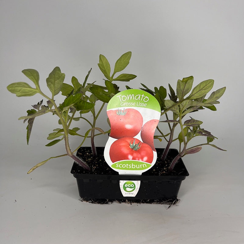 Tomato Grosse Lisse Punnet