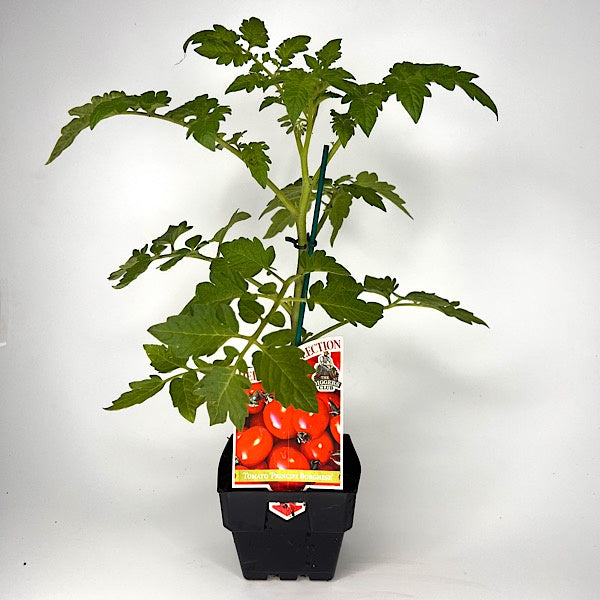 Tomato Principe Borghese 10cm