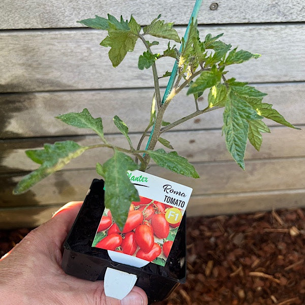 Tomato Roma 10cm - Plantex