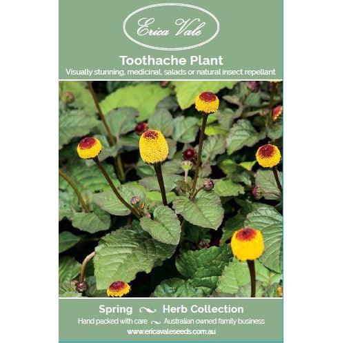 Toothache Plant Seeds