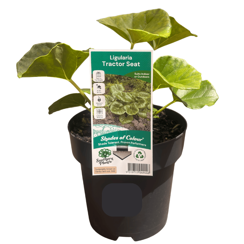Ligularia 'Tractor Seat' 18cm