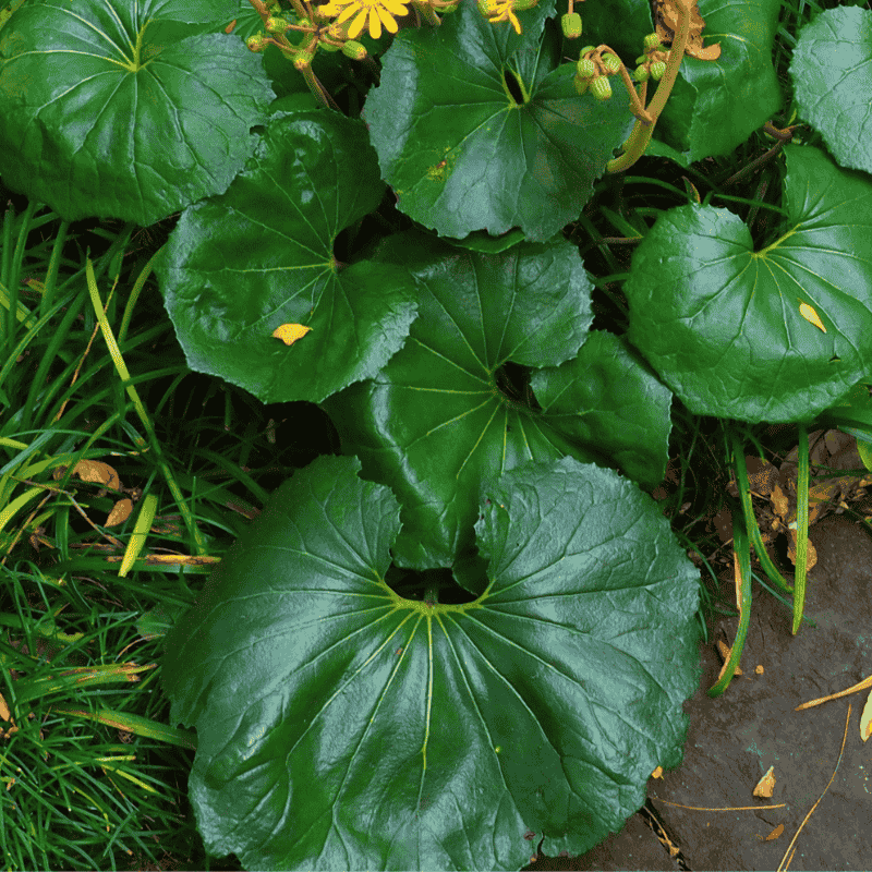 Farfugium Giant Tractor Seat 14cm