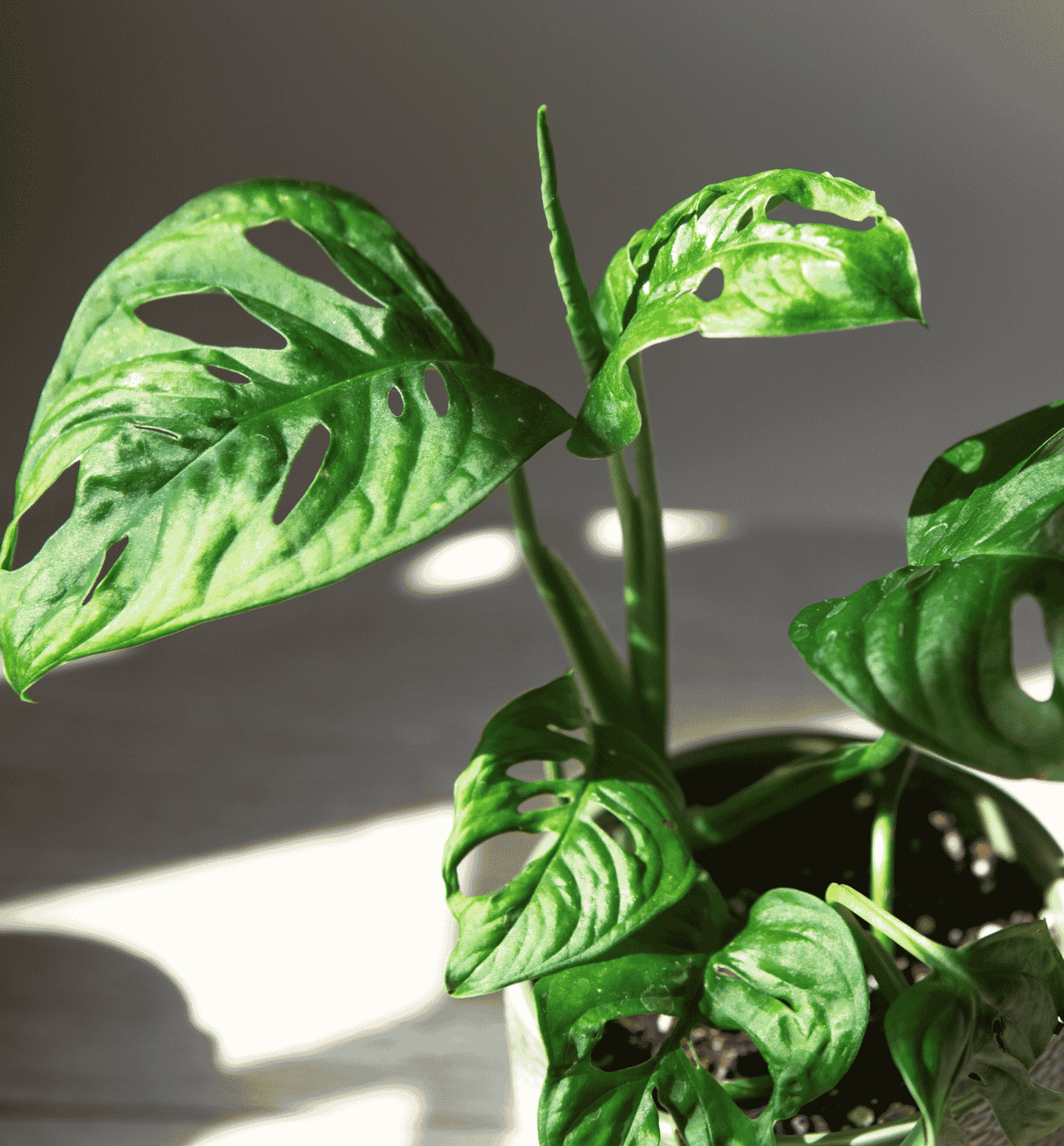 Monstera adansonii Monkey Mask 13cm