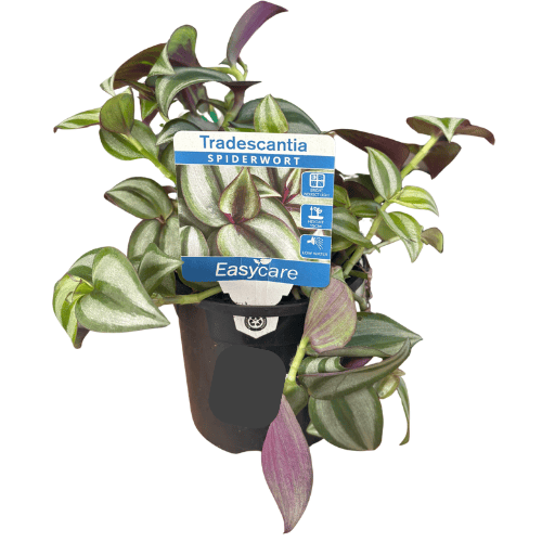 Tradescantia zebrina Spiderwort 13cm