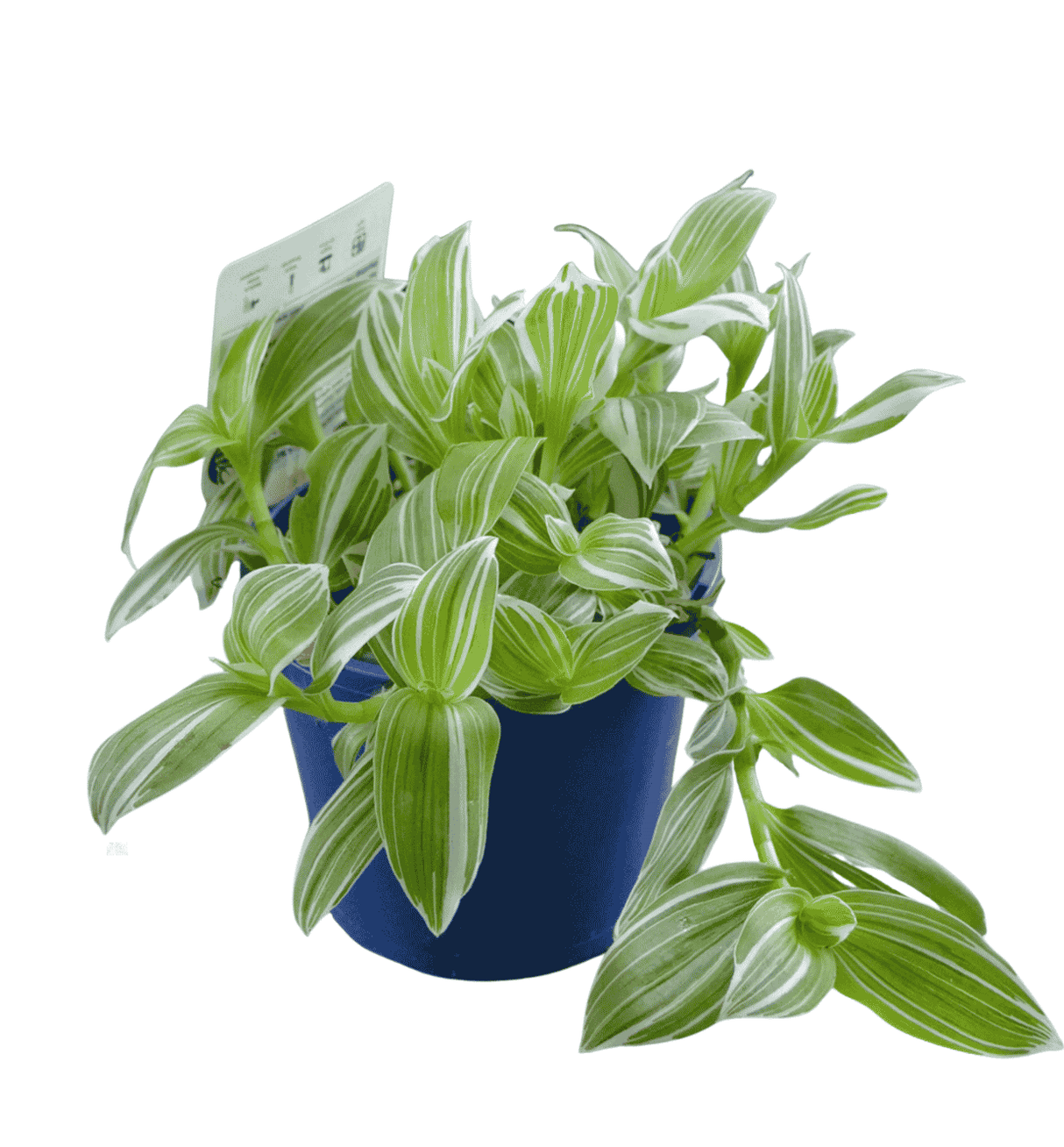 Tradescantia flumensis Quicksilver 13cm