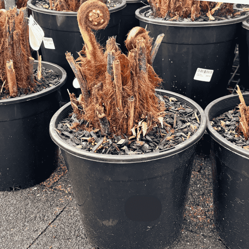 Tree Fern Potted 25cm