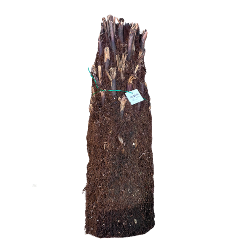 Tree Fern - Dicksonia antarctica