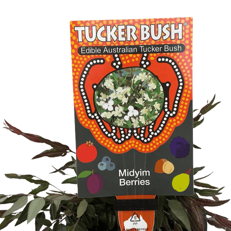Tucker Bush Midyim Berries 14cm