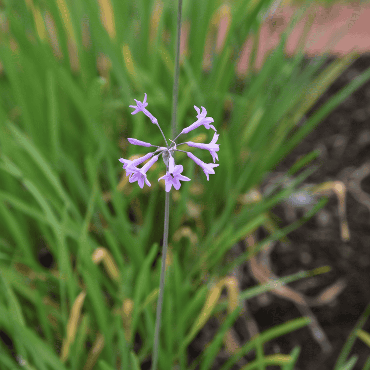 Tulbaghia Starburst 14cm