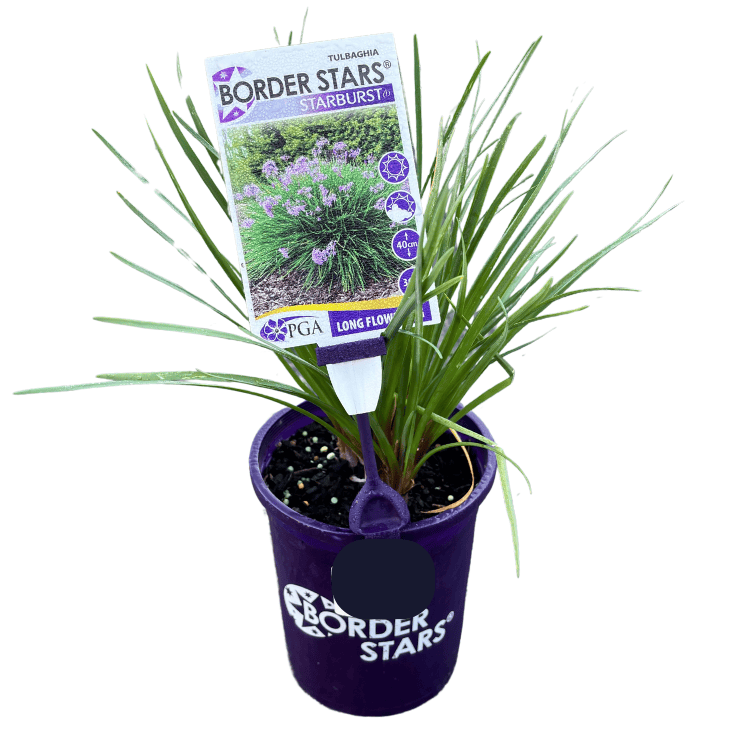 Tulbaghia Starburst 14cm