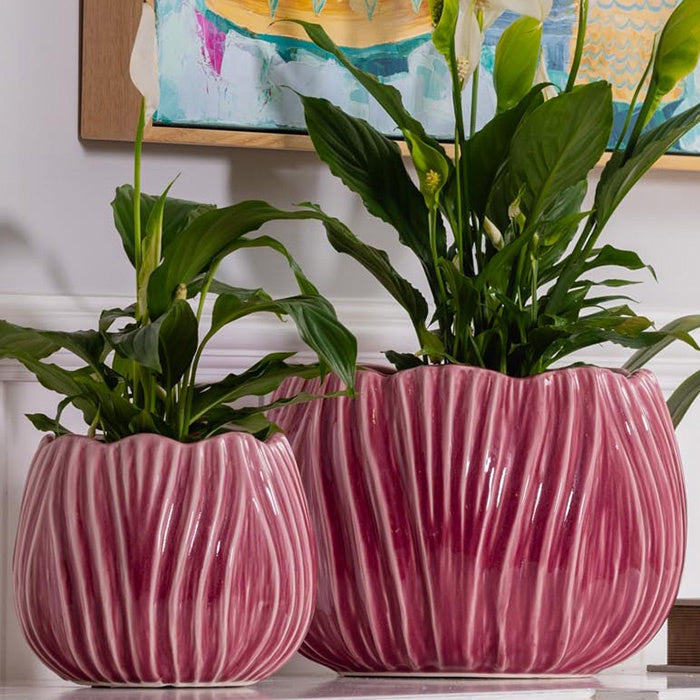 Tulip Ceramic Pot Rose