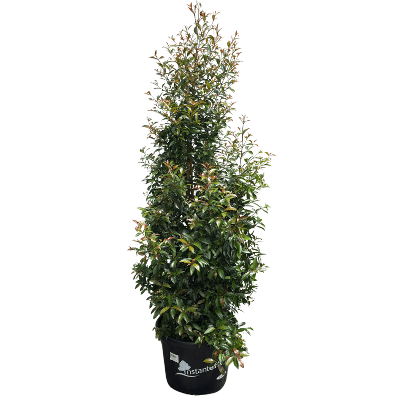 Syzygium australe 'Up and Away' 40cm