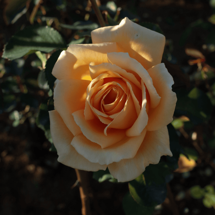 Rose 'Valencia' 2ft Standard 20cm