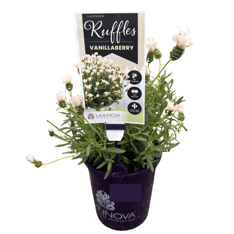 Lavender Vanillaberry Ruffles 14cm