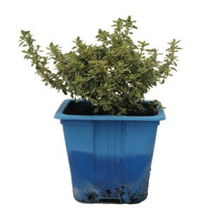 Thyme Lemon Variegated 10cm