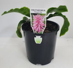 Veltheimia 'Forest Lily Pink' 20cm