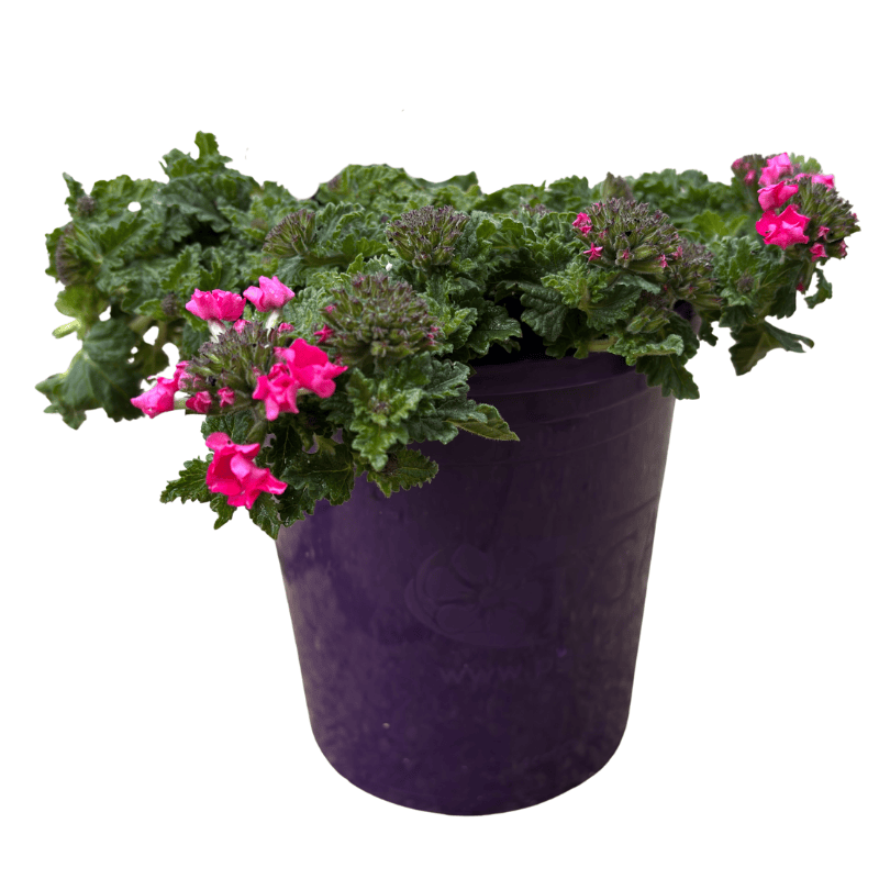 Verbena Deep Pink Flowerburst 14cm