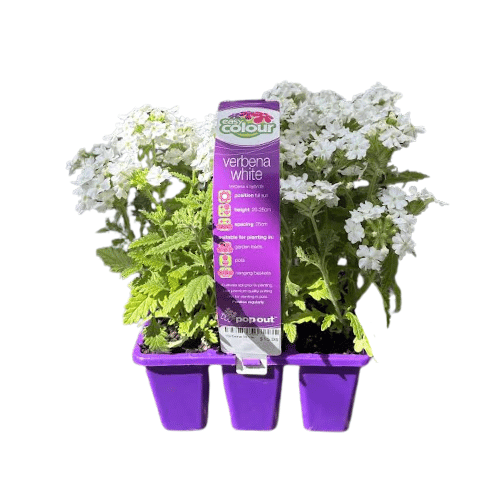 Verbena White