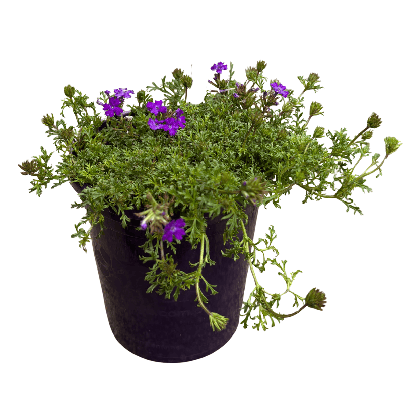 Verbena Homestead Purple 14cm