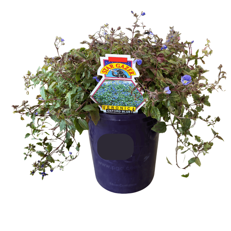 Veronica Oxford Blue 14cm